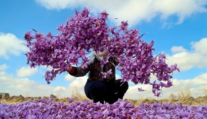 طلای سرخ، گرفتار در سوداگری و پاسکاری مسئولان